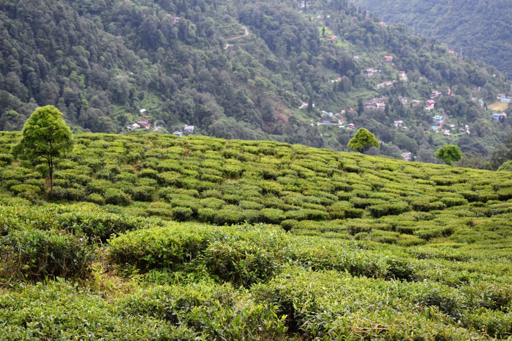 Darjeeling tea garden with green plantations on hill slopes