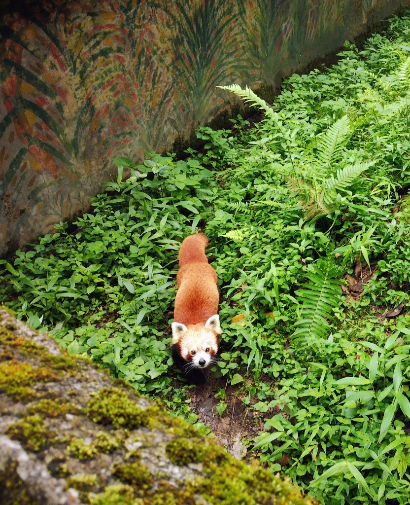 Red panda in Padmaja Naidu Himalayan Zoological Park Darjeeling